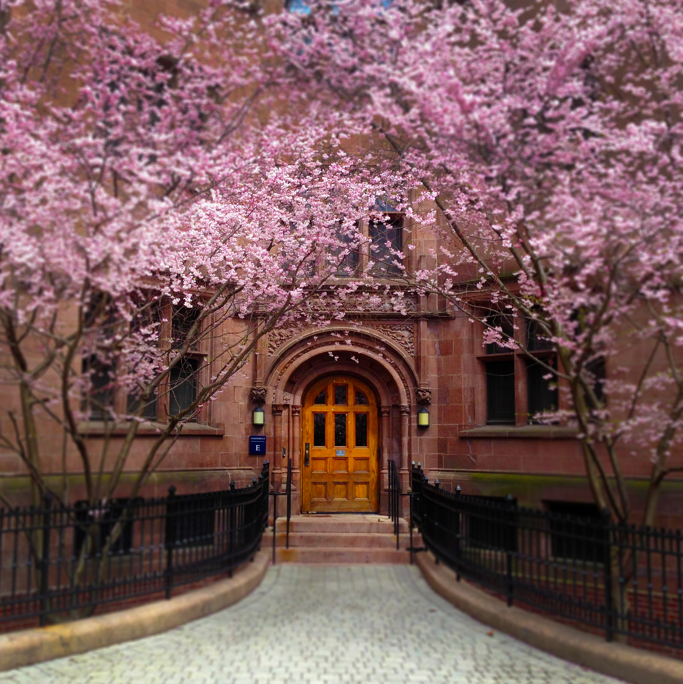 Blossom at Yale